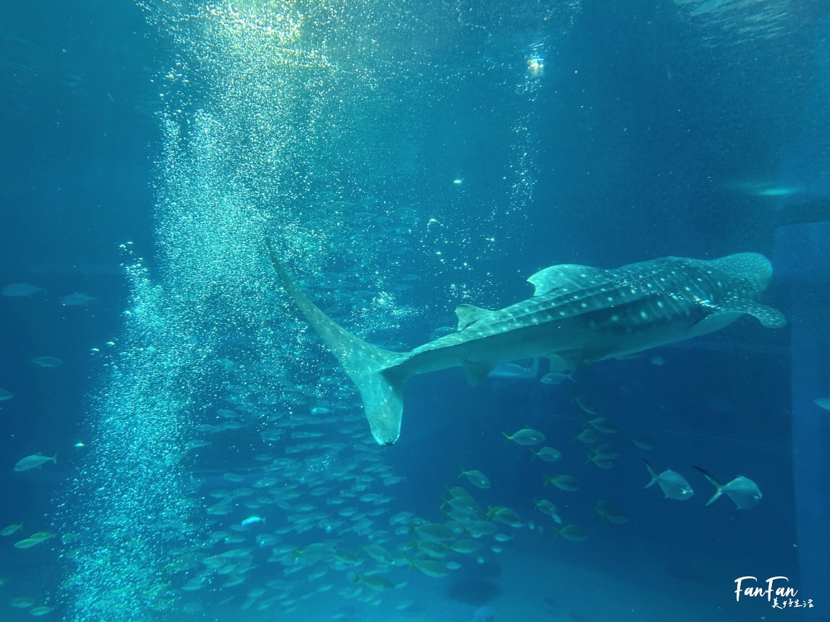 大阪海遊館｜必看鯨鯊海豹企鵝游泳，超壯觀大型水族館｜KAIYUKAN海遊館門票交通票價整理｜大阪親子景點、雨備景點推薦