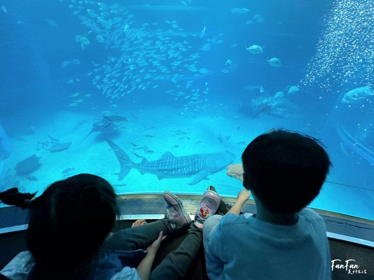 大阪海遊館｜必看鯨鯊海豹企鵝游泳，超壯觀大型水族館｜KAIYUKAN海遊館門票交通票價整理｜大阪親子景點、雨備景點推薦