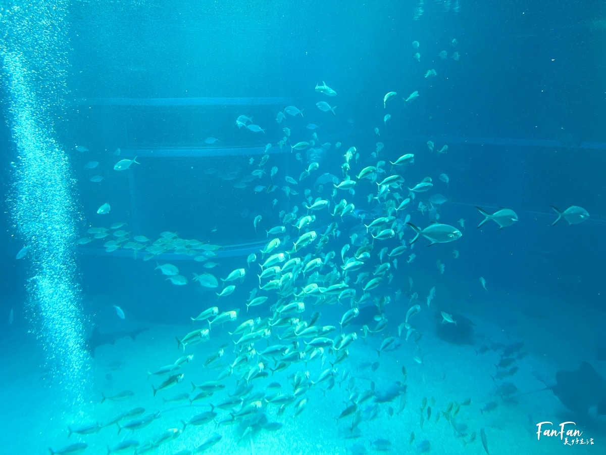 大阪海遊館｜必看鯨鯊海豹企鵝游泳，超壯觀大型水族館｜KAIYUKAN海遊館門票交通票價整理｜大阪親子景點、雨備景點推薦
