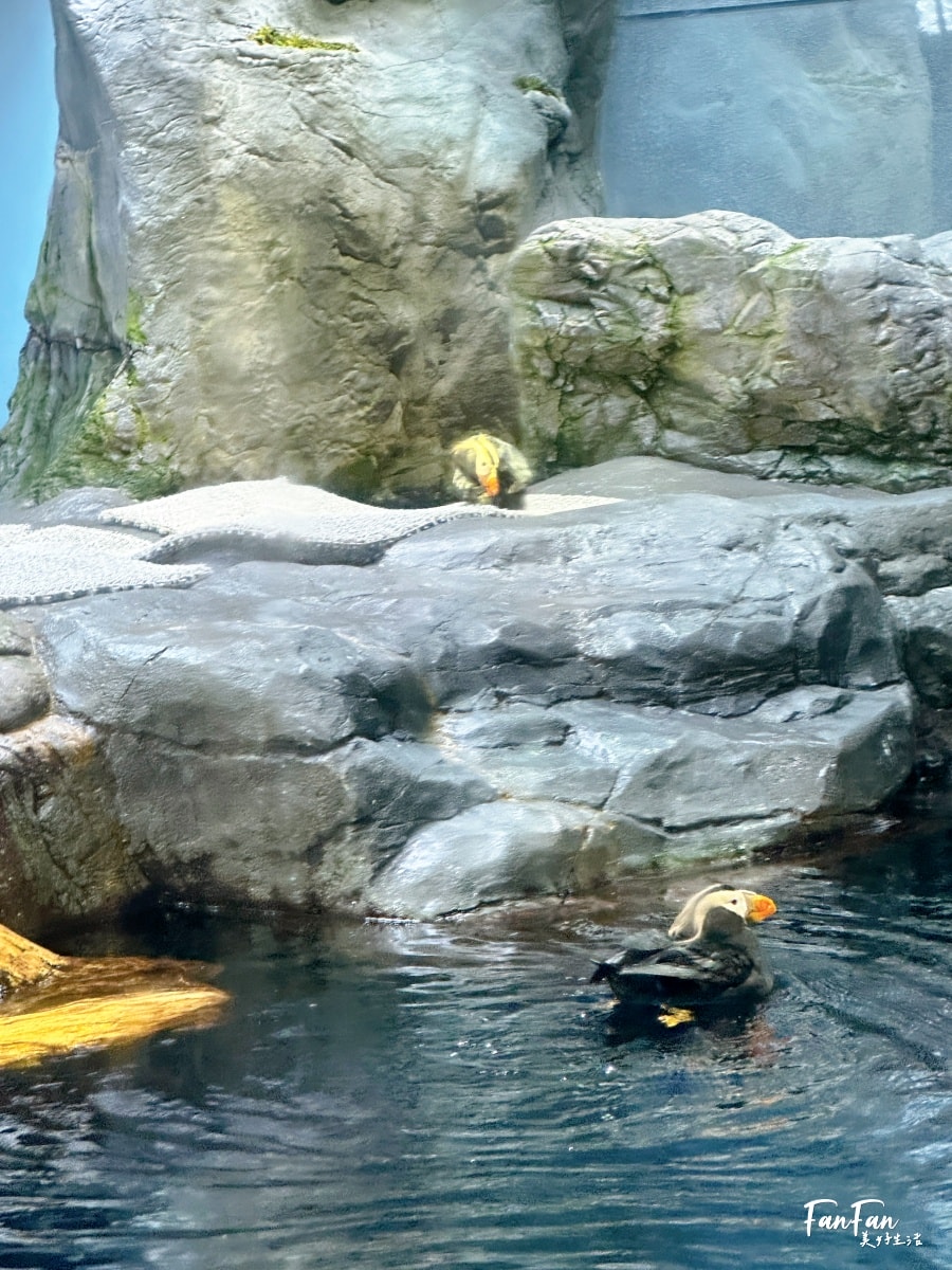 大阪海遊館｜必看鯨鯊海豹企鵝游泳，超壯觀大型水族館｜KAIYUKAN海遊館門票交通票價整理｜大阪親子景點、雨備景點推薦