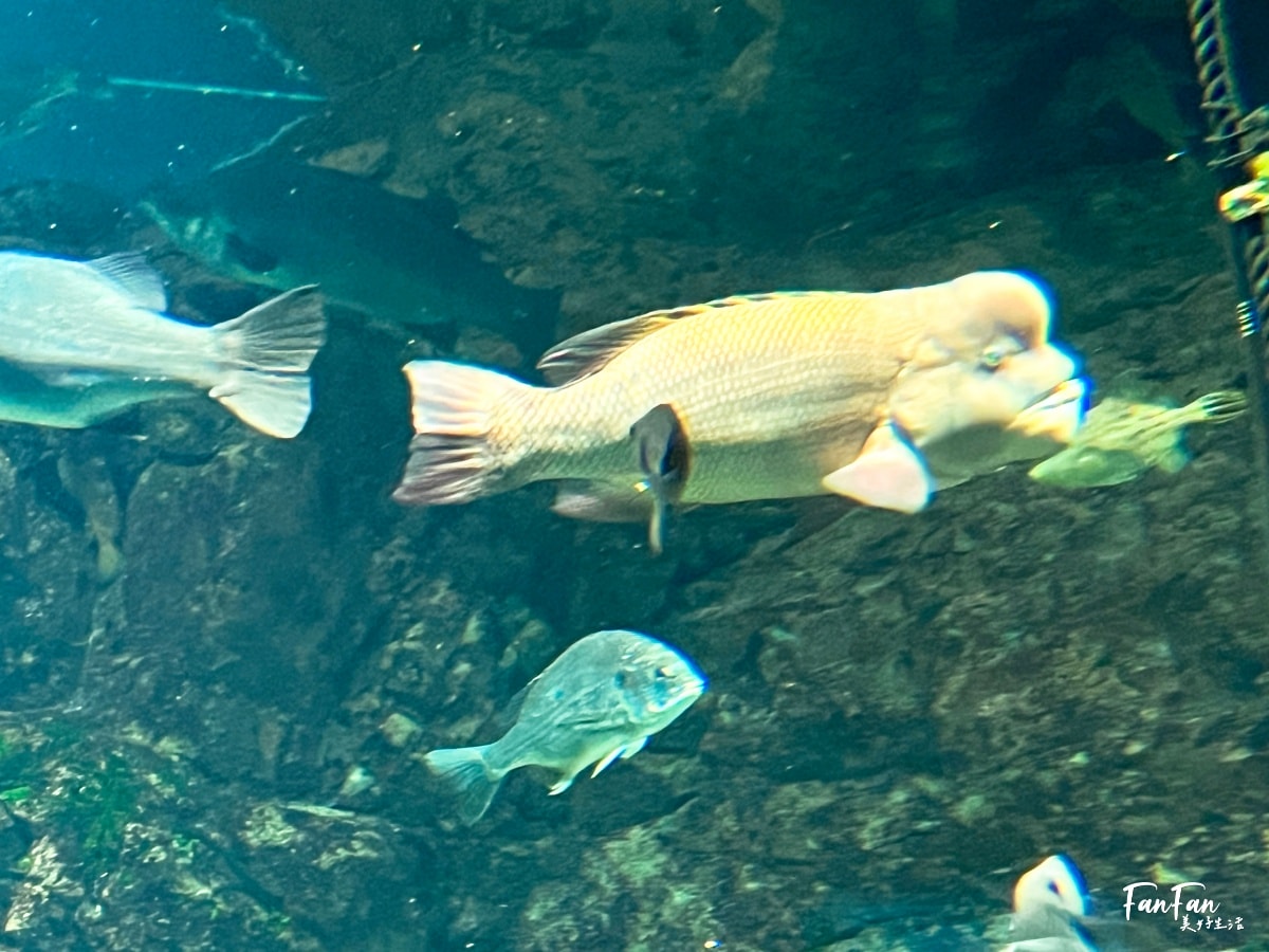 大阪海遊館｜必看鯨鯊海豹企鵝游泳，超壯觀大型水族館｜KAIYUKAN海遊館門票交通票價整理｜大阪親子景點、雨備景點推薦