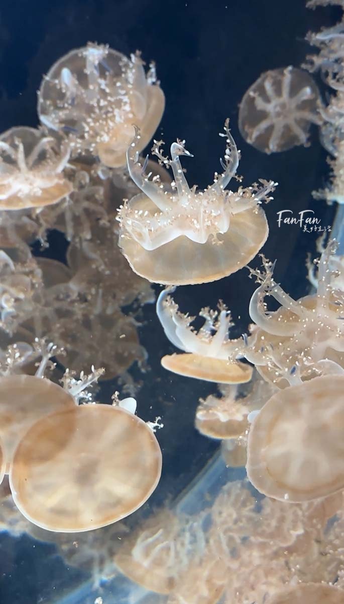 大阪海遊館｜必看鯨鯊海豹企鵝游泳，超壯觀大型水族館｜KAIYUKAN海遊館門票交通票價整理｜大阪親子景點、雨備景點推薦