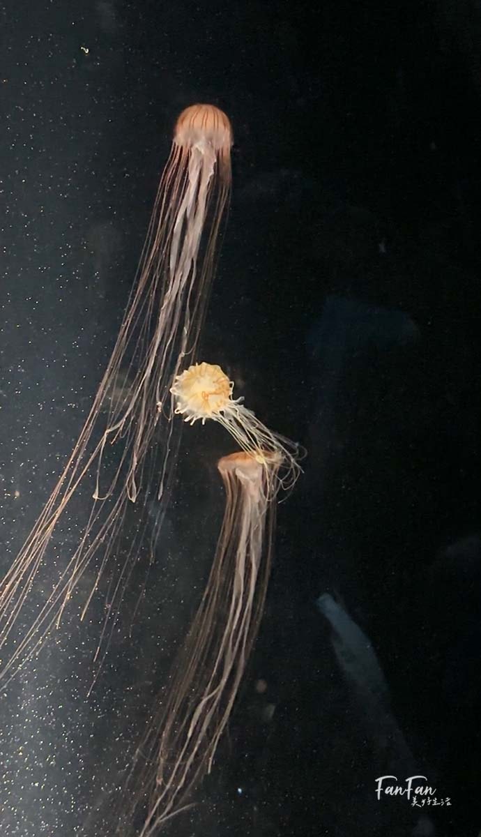 大阪海遊館｜必看鯨鯊海豹企鵝游泳，超壯觀大型水族館｜KAIYUKAN海遊館門票交通票價整理｜大阪親子景點、雨備景點推薦