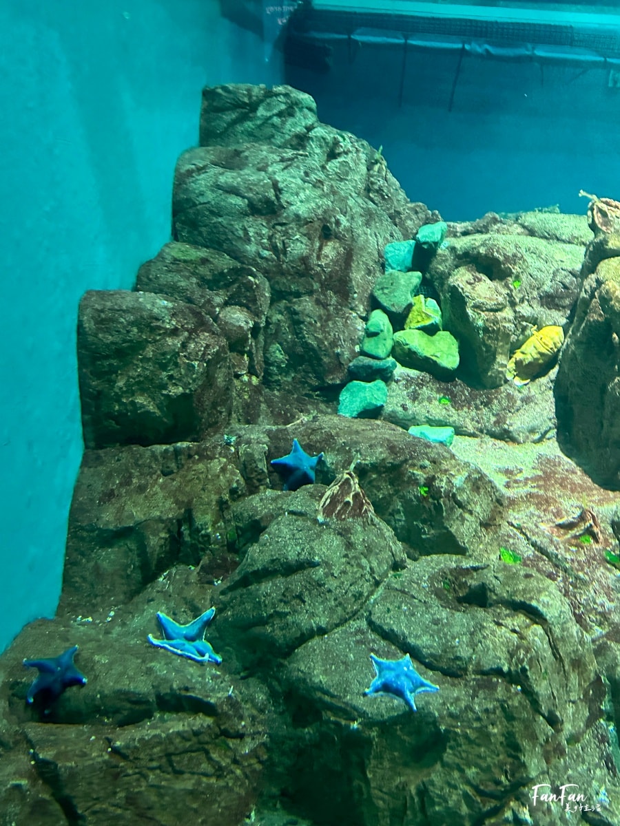 大阪海遊館｜必看鯨鯊海豹企鵝游泳，超壯觀大型水族館｜KAIYUKAN海遊館門票交通票價整理｜大阪親子景點、雨備景點推薦