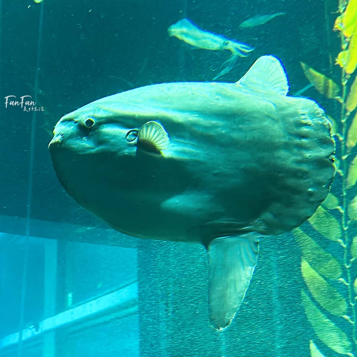 大阪海遊館｜必看鯨鯊海豹企鵝游泳，超壯觀大型水族館｜KAIYUKAN海遊館門票交通票價整理｜大阪親子景點、雨備景點推薦