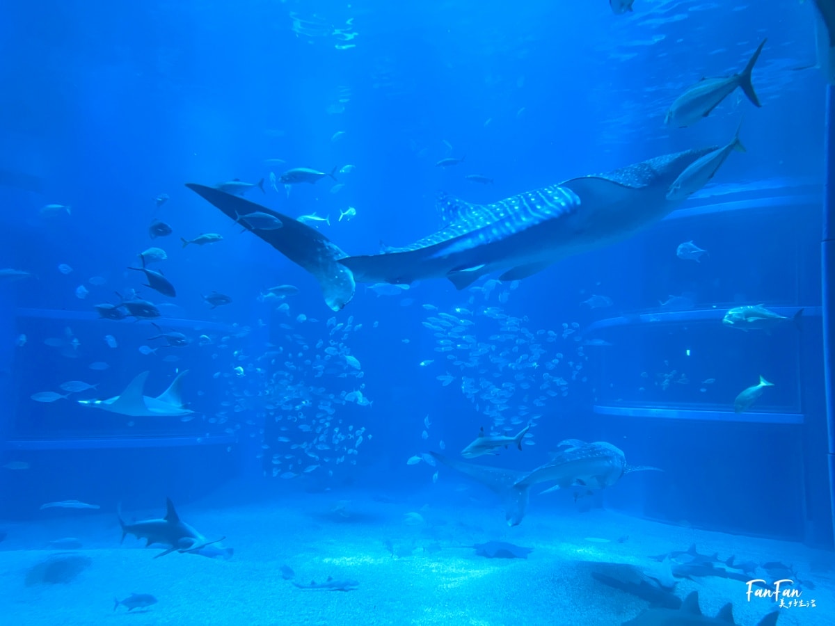 大阪海遊館｜必看鯨鯊海豹企鵝游泳，超壯觀大型水族館｜KAIYUKAN海遊館門票交通票價整理｜大阪親子景點、雨備景點推薦