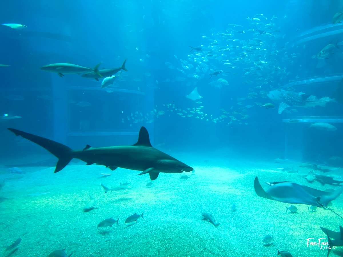 大阪海遊館｜必看鯨鯊海豹企鵝游泳，超壯觀大型水族館｜KAIYUKAN海遊館門票交通票價整理｜大阪親子景點、雨備景點推薦