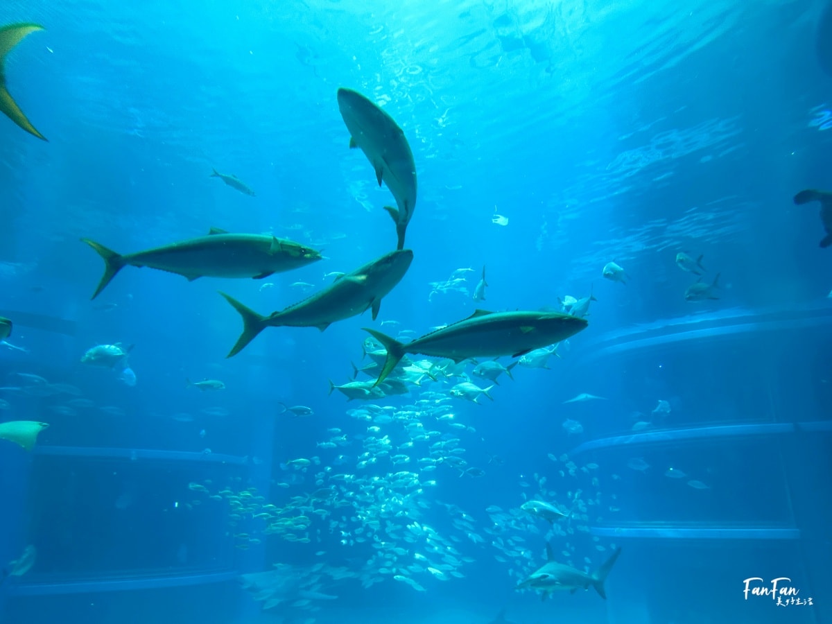 大阪海遊館｜必看鯨鯊海豹企鵝游泳，超壯觀大型水族館｜KAIYUKAN海遊館門票交通票價整理｜大阪親子景點、雨備景點推薦