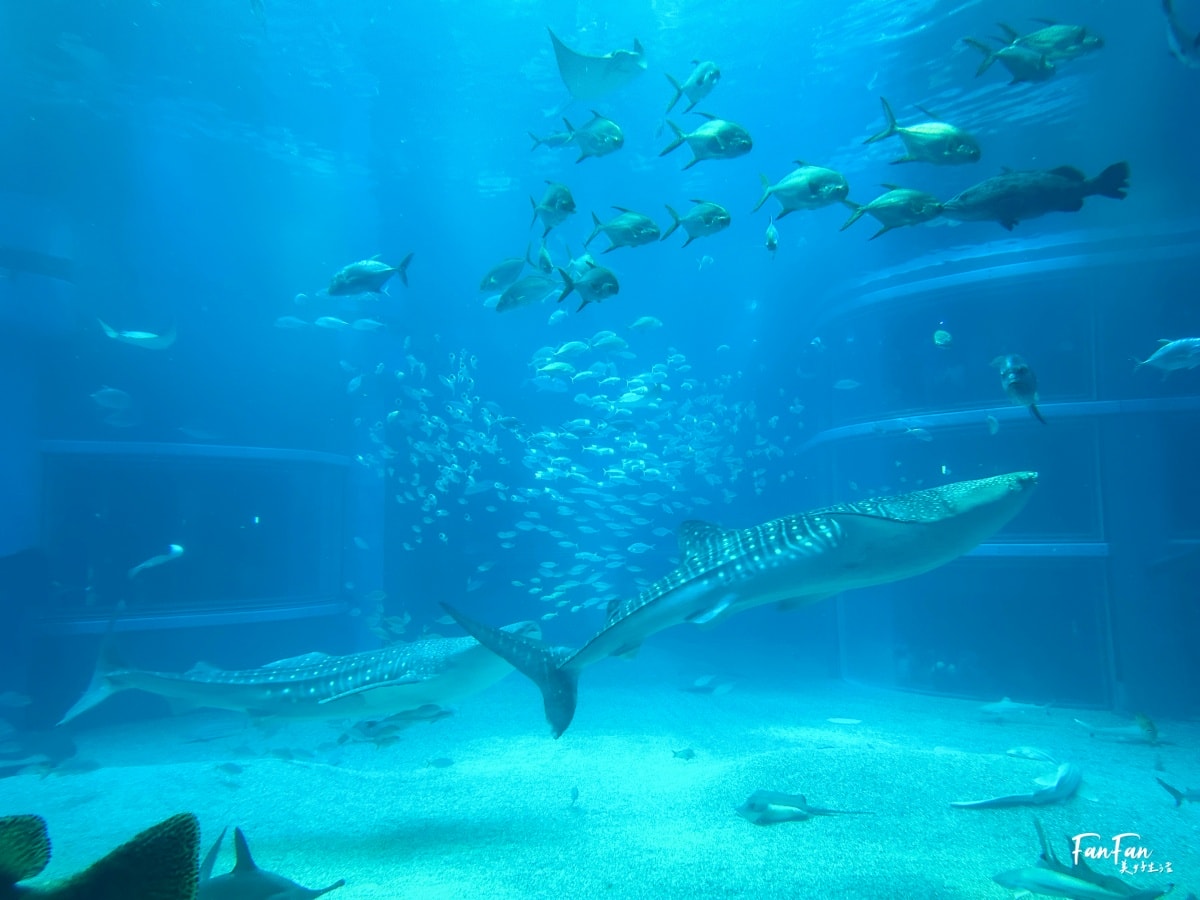 大阪海遊館｜必看鯨鯊海豹企鵝游泳，超壯觀大型水族館｜KAIYUKAN海遊館門票交通票價整理｜大阪親子景點、雨備景點推薦