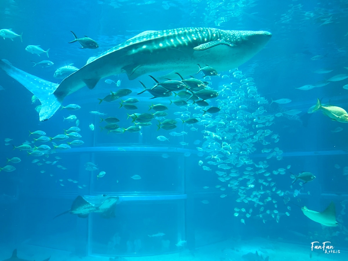 大阪海遊館｜必看鯨鯊海豹企鵝游泳，超壯觀大型水族館｜KAIYUKAN海遊館門票交通票價整理｜大阪親子景點、雨備景點推薦