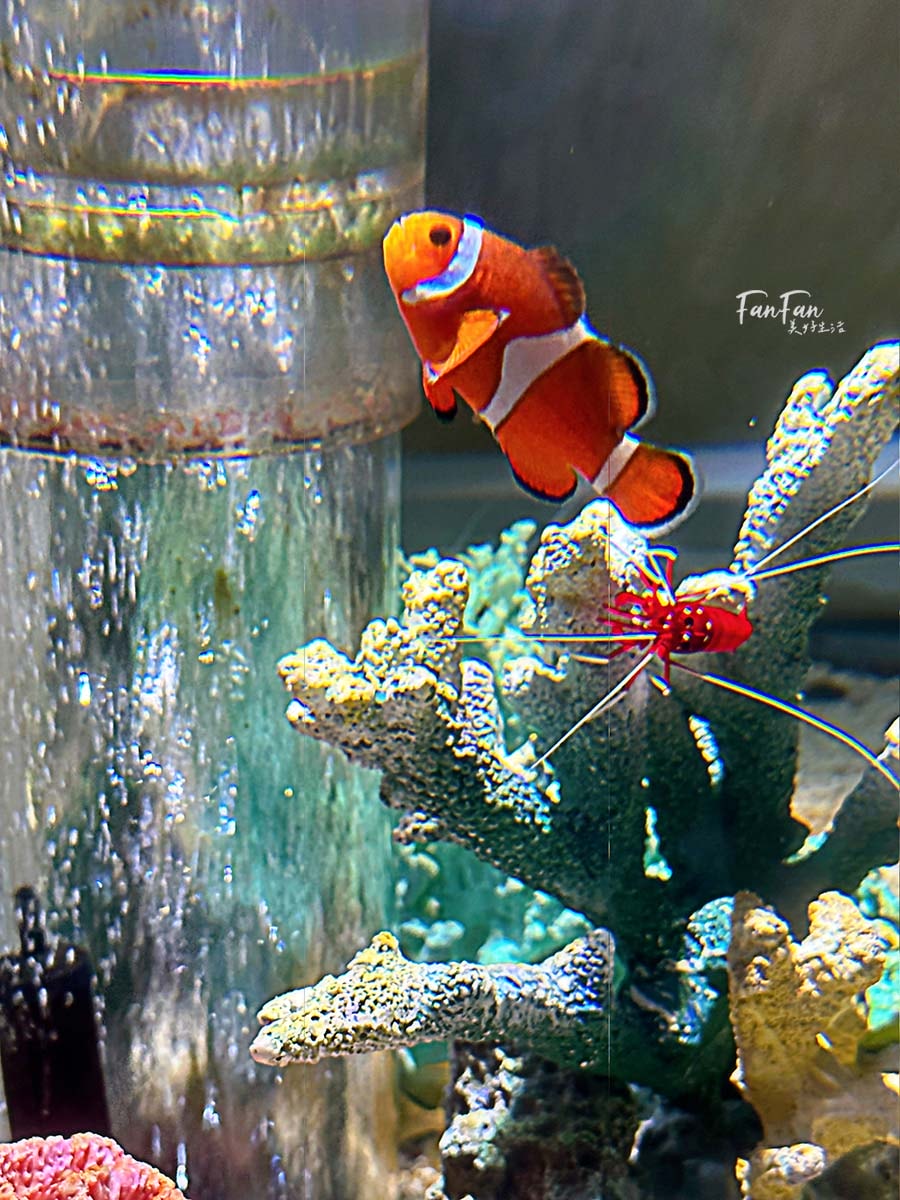 大阪海遊館｜必看鯨鯊海豹企鵝游泳，超壯觀大型水族館｜KAIYUKAN海遊館門票交通票價整理｜大阪親子景點、雨備景點推薦