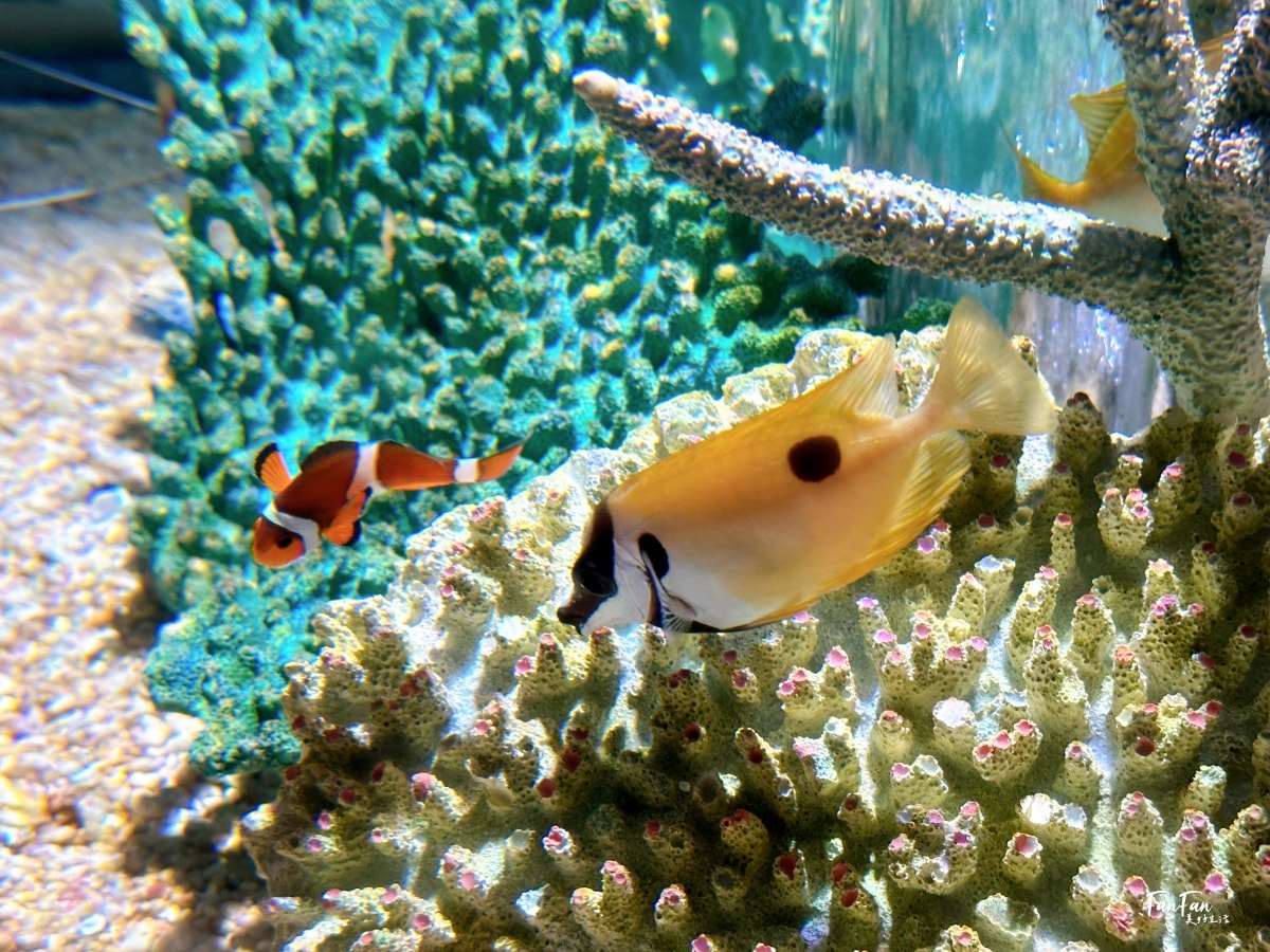 大阪海遊館｜必看鯨鯊海豹企鵝游泳，超壯觀大型水族館｜KAIYUKAN海遊館門票交通票價整理｜大阪親子景點、雨備景點推薦