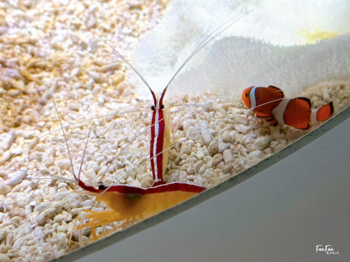 大阪海遊館｜必看鯨鯊海豹企鵝游泳，超壯觀大型水族館｜KAIYUKAN海遊館門票交通票價整理｜大阪親子景點、雨備景點推薦