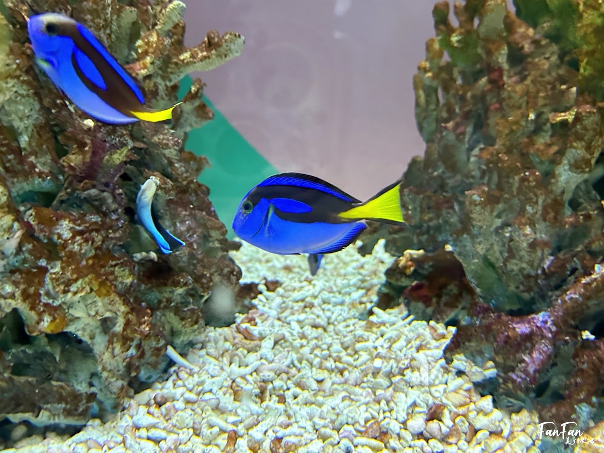 大阪海遊館｜必看鯨鯊海豹企鵝游泳，超壯觀大型水族館｜KAIYUKAN海遊館門票交通票價整理｜大阪親子景點、雨備景點推薦