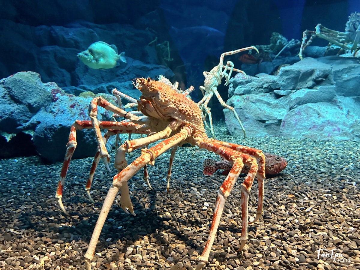 大阪海遊館｜必看鯨鯊海豹企鵝游泳，超壯觀大型水族館｜KAIYUKAN海遊館門票交通票價整理｜大阪親子景點、雨備景點推薦