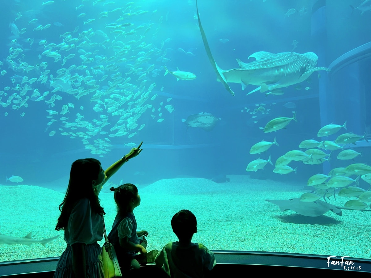 大阪海遊館｜必看鯨鯊海豹企鵝游泳，超壯觀大型水族館｜KAIYUKAN海遊館門票交通票價整理｜大阪親子景點、雨備景點推薦