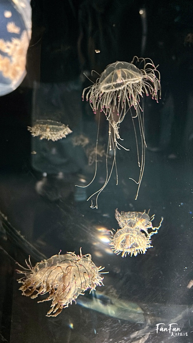 大阪海遊館｜必看鯨鯊海豹企鵝游泳，超壯觀大型水族館｜KAIYUKAN海遊館門票交通票價整理｜大阪親子景點、雨備景點推薦