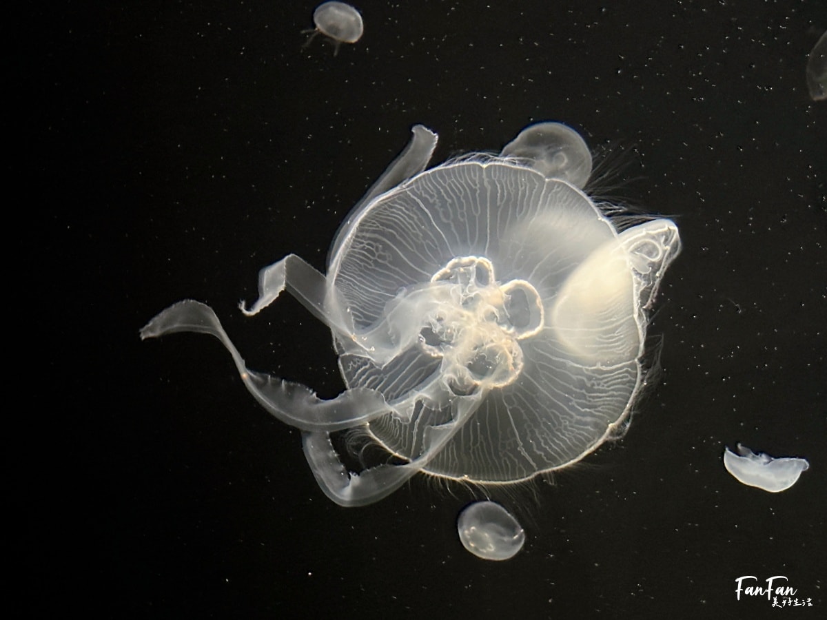 大阪海遊館｜必看鯨鯊海豹企鵝游泳，超壯觀大型水族館｜KAIYUKAN海遊館門票交通票價整理｜大阪親子景點、雨備景點推薦