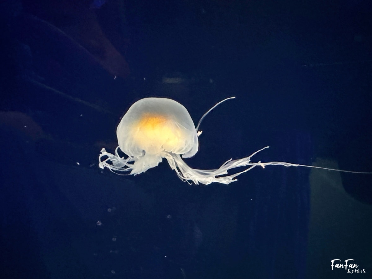 大阪海遊館｜必看鯨鯊海豹企鵝游泳，超壯觀大型水族館｜KAIYUKAN海遊館門票交通票價整理｜大阪親子景點、雨備景點推薦