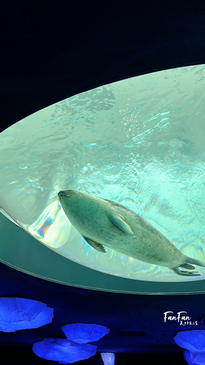 大阪海遊館｜必看鯨鯊海豹企鵝游泳，超壯觀大型水族館｜KAIYUKAN海遊館門票交通票價整理｜大阪親子景點、雨備景點推薦