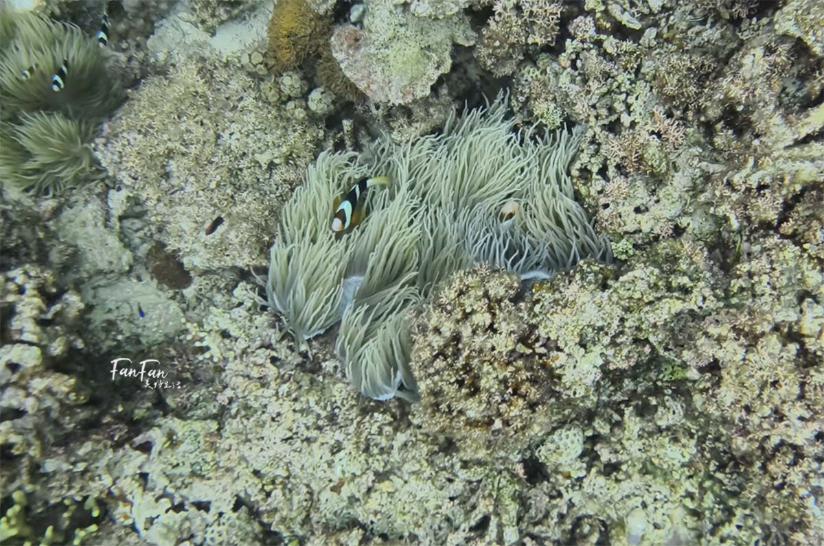 沖繩浮潛體驗:5歲就能玩,不會游泳也能浮潛!感受沖繩清澈海水、熱帶魚與珊瑚礁,浮潛新手也沒問題! - 第22張圖 沖繩浮潛體驗:5歲就能玩,不會游泳也能浮潛!感受沖繩清澈海水、熱帶魚與珊瑚礁,浮潛新手也沒問題!