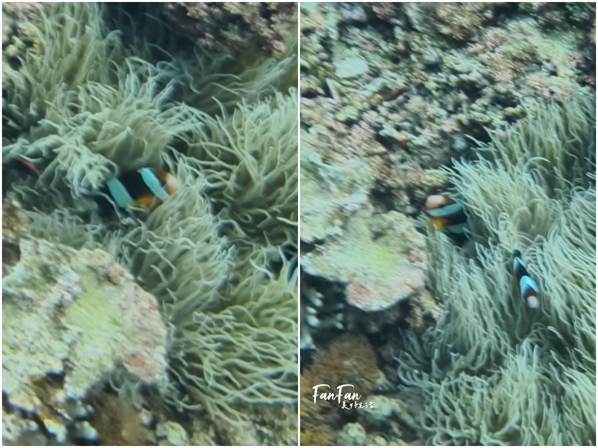 沖繩浮潛體驗:5歲就能玩,不會游泳也能浮潛!感受沖繩清澈海水、熱帶魚與珊瑚礁,浮潛新手也沒問題! - 第23張圖 沖繩浮潛體驗:5歲就能玩,不會游泳也能浮潛!感受沖繩清澈海水、熱帶魚與珊瑚礁,浮潛新手也沒問題!