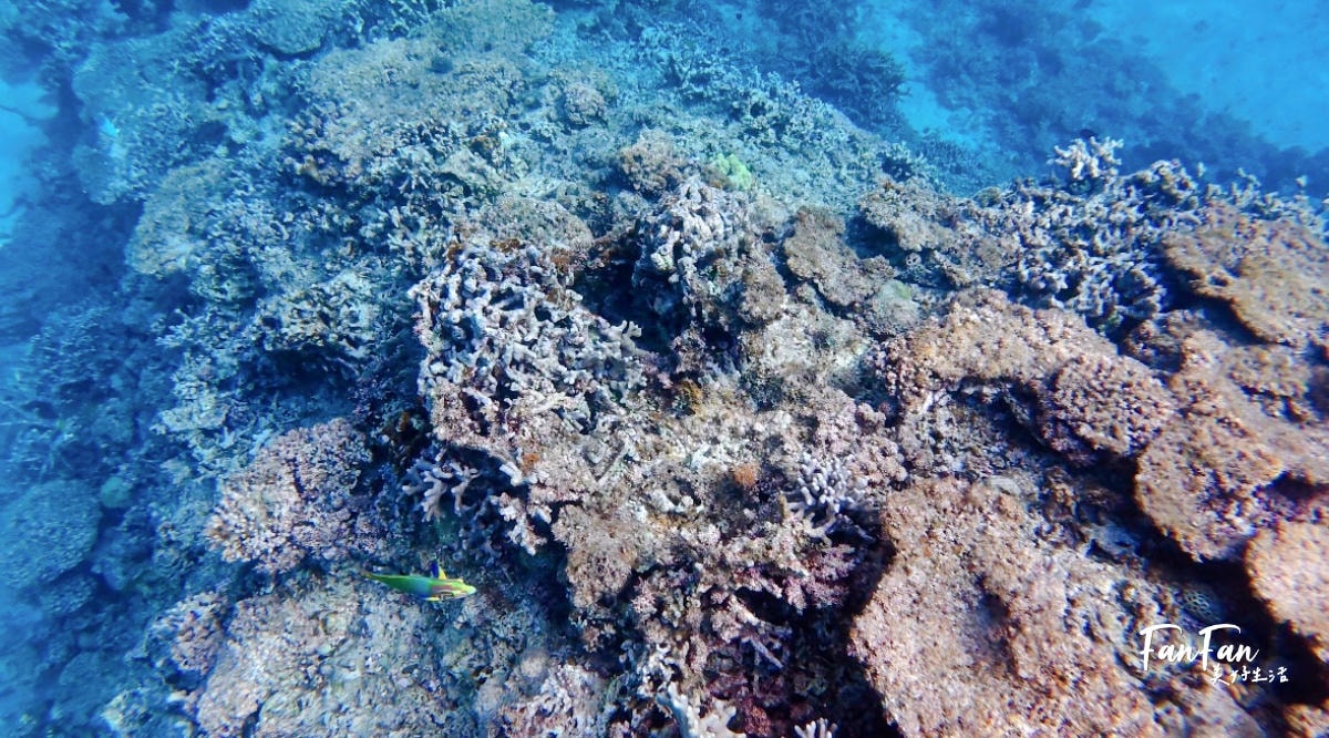 沖繩浮潛體驗:5歲就能玩,不會游泳也能浮潛!感受沖繩清澈海水、熱帶魚與珊瑚礁,浮潛新手也沒問題! - 第12張圖 沖繩浮潛體驗:5歲就能玩,不會游泳也能浮潛!感受沖繩清澈海水、熱帶魚與珊瑚礁,浮潛新手也沒問題!