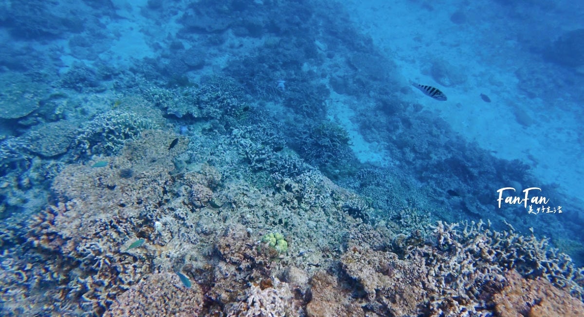 沖繩浮潛體驗:5歲就能玩,不會游泳也能浮潛!感受沖繩清澈海水、熱帶魚與珊瑚礁,浮潛新手也沒問題! - 第13張圖 沖繩浮潛體驗:5歲就能玩,不會游泳也能浮潛!感受沖繩清澈海水、熱帶魚與珊瑚礁,浮潛新手也沒問題!