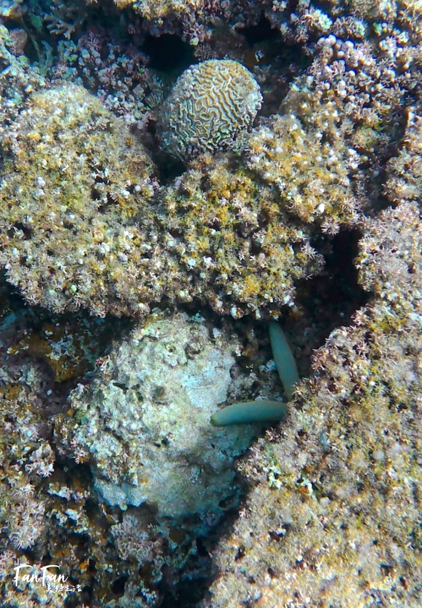 沖繩浮潛體驗:5歲就能玩,不會游泳也能浮潛!感受沖繩清澈海水、熱帶魚與珊瑚礁,浮潛新手也沒問題! - 第17張圖 沖繩浮潛體驗:5歲就能玩,不會游泳也能浮潛!感受沖繩清澈海水、熱帶魚與珊瑚礁,浮潛新手也沒問題!